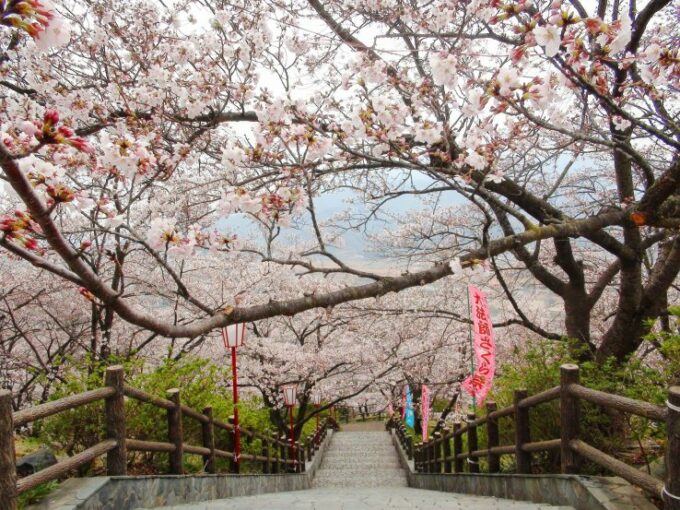 Kirschblüten im Oboshi Park.