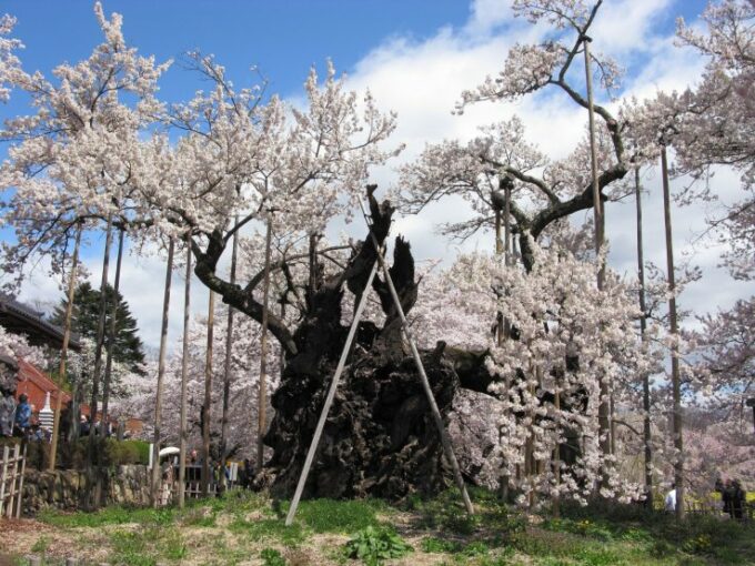 Einer der ältesten Kirschbäume in Japan.