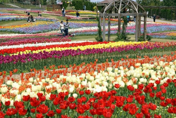 Blumenmeer auf Awaji.