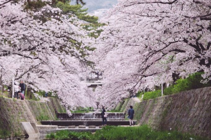Kirschblüten im Shukugawa Park.