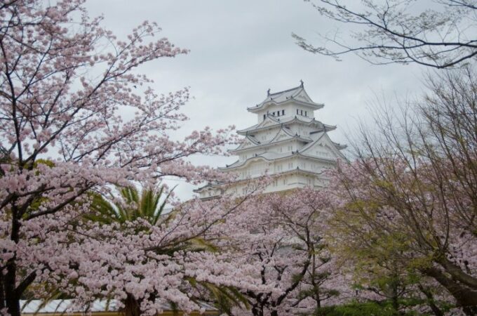 Burg Himeji im Frühling.