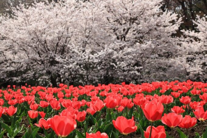 Frühling in Saitama: Kirschblüten und Tulpen.