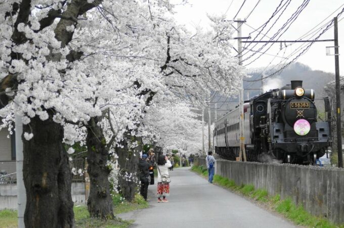 Sakura Allee in Nagatoro.
