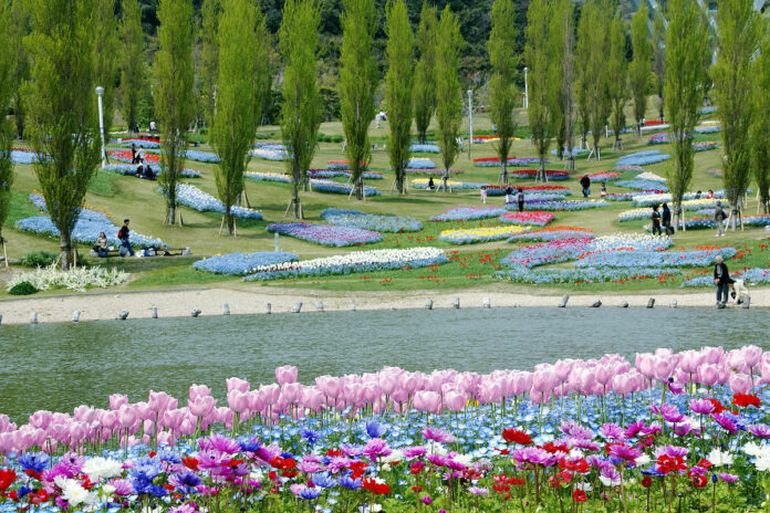 Hyogo bietet im Frühling eine atemberaubende Blumenpracht.