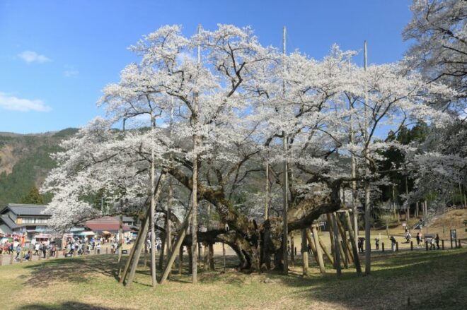 Usuzumi Sakura in Gifu.