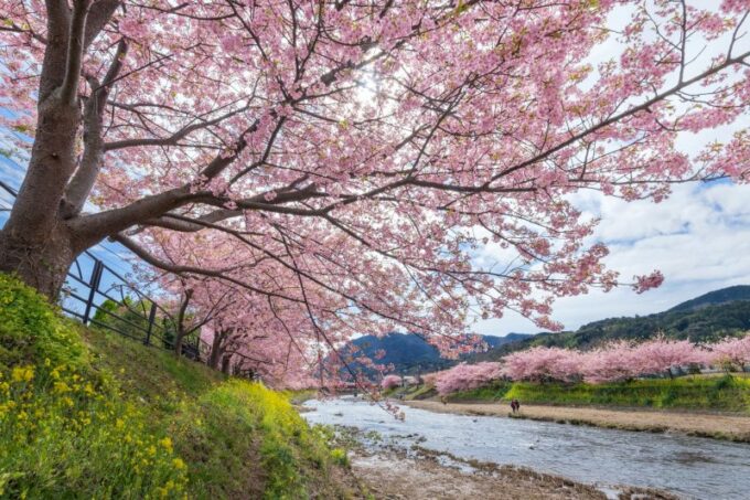 Kirschblütenpracht in Kawazu im Frühling.