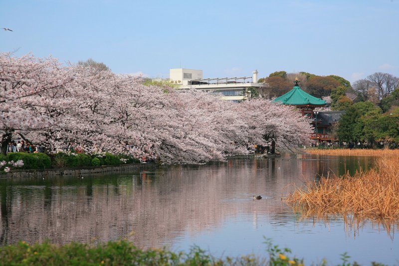 Der Ueno Park und die umliegende Gegend lohnen sich zu jeder Jahreszeit.