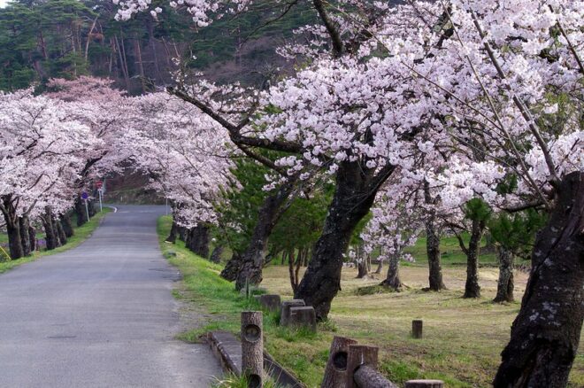 Kirschblüten entlang der Oshu Kaido