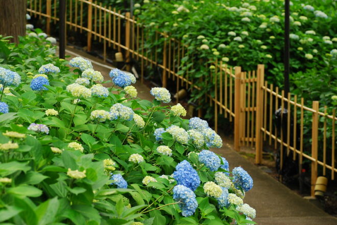Blaue Hortensien in Kyoto