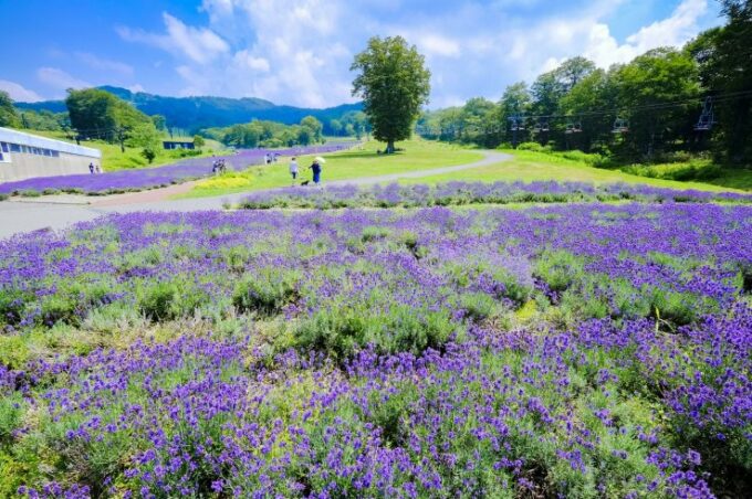 Der Tambara Lavendel Park in Gunma.