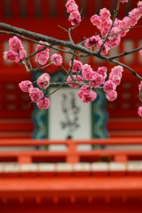 Pflaumenblüten an einem Tempel in Kyoto (Foto von Rena on Unsplash)
