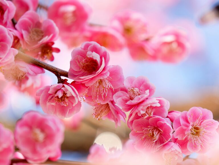 Pflaumenblüten (Foto von Susann Schuster on Unsplash)