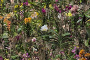 Der hängende Orchideengarten (Foto von Josiah Ferraro on Unsplash)