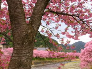 Kawazu Sakura im gleichnamigen Ort Kawazu in Shizuoka (Foto von <a href="https://unsplash.com/@nolla_photos?utm_content=creditCopyText&utm_medium=referral&utm_source=unsplash">Nolla</a> on <a href="https://unsplash.com/photos/a-tree-with-a-bunch-of-pink-flowers-on-it-FikI22bw46M?utm_content=creditCopyText&utm_medium=referral&utm_source=unsplash">Unsplash</a>)