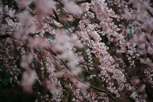 Shidare Sakura - Hängende Kirschblüten im Kyoto Gyoen (Foto von <a href="https://unsplash.com/@ccsidney?utm_content=creditCopyText&utm_medium=referral&utm_source=unsplash">Sidney Chiang</a> on <a href="https://unsplash.com/photos/selective-focus-photography-of-pink-cherry-blossom-vycxgXgRuHI?utm_content=creditCopyText&utm_medium=referral&utm_source=unsplash">Unsplash</a>)