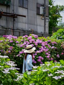 Der Frühsommer gehört den Hortensien (Foto von Susann Schuster on Unsplash)