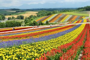 Im Sommer zeigt Hokkaido seine farbenfrohe Seite - die Blumenfelder von Biei und Furano sind bekannt und beliebt (Foto von Ken Shono on Unsplash)