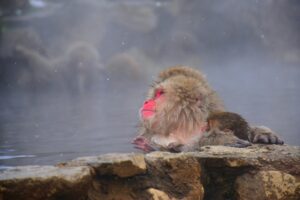 Badende Makaken im Jigokudani Snow Monkey Park (Foto von Pratik Bisht on Unsplash)