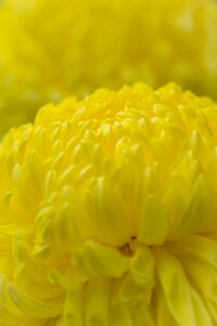 Die goldgelben Chrysanthemen sind das Symbol der Kaiserfamilie in Japan. Zum Chrysanthemenfest (eines der Gosekku Jahreszeitenfeste) können diese Blumen in vielen Teilen des Landes bestaunt werden. (Foto von S. Tsuchiya on Unsplash)