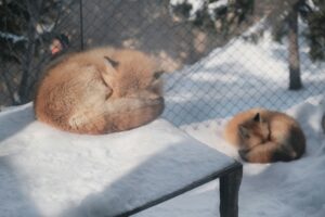 Schlafende Füchse im Asahiyama Zoo in Asahikawa (Foto von: <a href="https://unsplash.com/@eeelsahey?utm_content=creditCopyText&utm_medium=referral&utm_source=unsplash">eeelsahey oo</a> on <a href="https://unsplash.com/photos/a-couple-of-dogs-that-are-laying-down-in-the-snow-Yg34JSMFDGY?utm_content=creditCopyText&utm_medium=referral&utm_source=unsplash">Unsplash</a>)