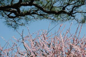 Mie im Frühling (Foto von WANG Tianfang on Unsplash)