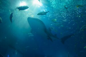 Die einzigartige Unterwasserwelt von Okinawa kann man auch im Churaumi Aquarium bewundern - zu jeder Jahreszeit und bei jedem Wetter (Foto von: Evan Buchholz on Unsplash)