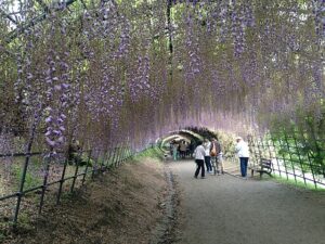 Der berühmte Blumentunnel im Kawachi Fujien in Kitakyushu (Foto von: Soramimi​, CC BY-SA 4.0, ウィキメディア・コモンズ経由で)