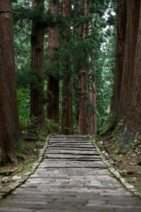 Abseits der ausgetretenen Pfade - Teil 6: Yamagata 4 Pilgerweg zum Gipfel des heiligen Bergs Haguro (Foto von: <a href="https://unsplash.com/@noah_negishi?utm_content=creditCopyText&utm_medium=referral&utm_source=unsplash">Noah Negishi</a> on <a href="https://unsplash.com/photos/gray-pathway-surrounded-with-tall-and-green-trees-during-daytime--bKV5cZYPy4?utm_content=creditCopyText&utm_medium=referral&utm_source=unsplash">Unsplash</a>)